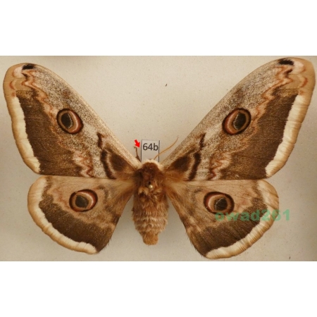 Saturnia pyri (Denis & Schiffermüller, 1775) female Pawica gruszówka Czech 100mm64b